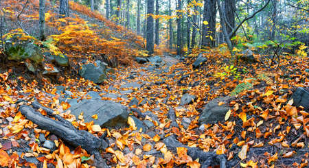 Rocky path strewn with leaves in autumn forestの写真素材