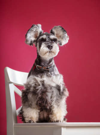 Miniature Schnauzer on a chair in the studioの写真素材