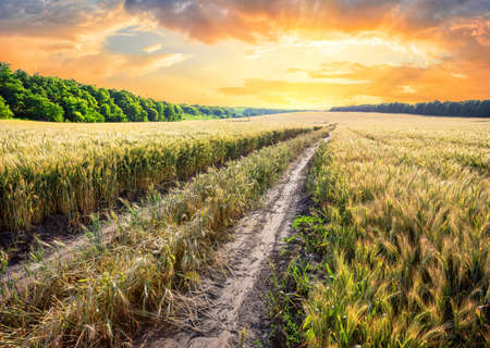 Country road in a field with ears of wheatの写真素材