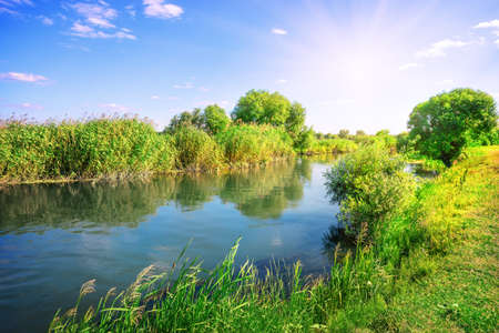River in a meadow among green treesの写真素材