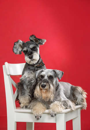 Two miniature schnauzer dogs on a white chairの写真素材