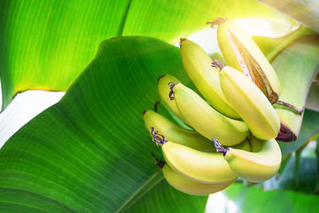 Bunch of ripe bananas on background of green leaves under bright sunの写真素材