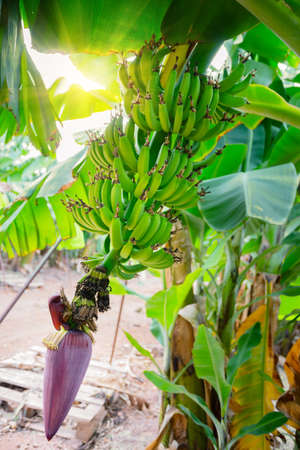Banana flower with green bananas on the plantationの写真素材