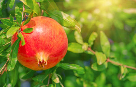 Red pomegranate on a branch among green foliage under the bright sunの写真素材