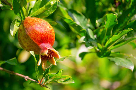 Ripe pomegranate on a tree with green leavesの写真素材