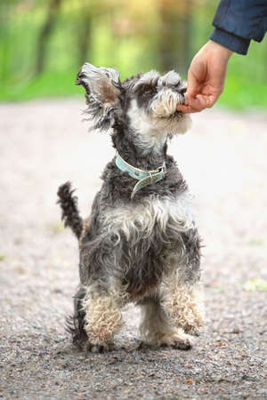 Schnauzer dog gets a treat from a human handの写真素材
