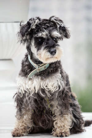 Portrait of a seated schnauzer