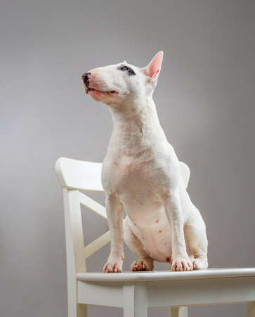 Bull terrier dog on white chairの写真素材