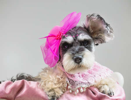 Portrait of miniature schnauzer dog in decorative pink hatの写真素材