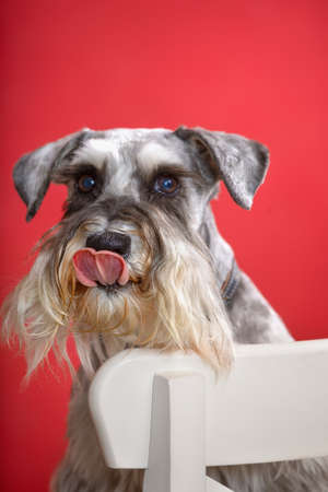 Portrait of schnauzer dog sitting on white chairの写真素材