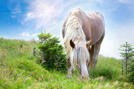 Beige horse with white mane on mountain pastureの写真素材