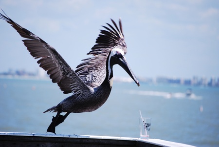 Pelican at Fort Myers Beachのeditorial素材