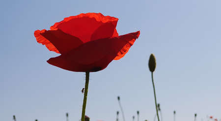 Red poppy at sunset in front of clear blue sky with little ant crawling on it's stemの写真素材
