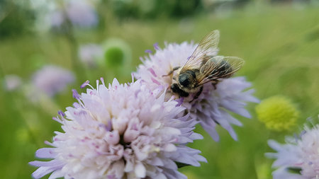 Working bee in the meadow collecting pollen from purple flower