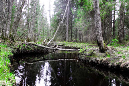 Forest landscape with river.の写真素材