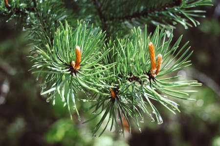 Spruce branches in drops after the rain.