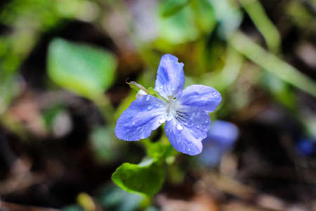 Blue flower in the rain drops in the forest.