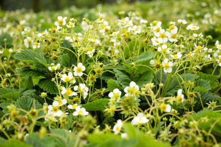 Many flowers of strawberries can be seen in the villages where these berries are planted. The number of them is impressive, the beauty is fascinating. Strawberry farm.の写真素材