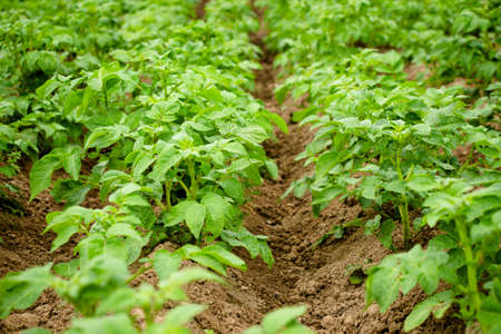 In the garden, potato grows. With proper care, the potato bushes will be strong and beautiful, and in consequence, the potato itself will be good. Farm in the village.の写真素材