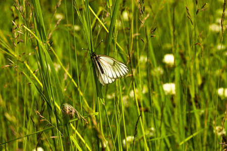 Butterfly sitting on the grass in a meadow, on a sunny meadow. Beautiful and white, flew as soon as the sun appeared.の写真素材