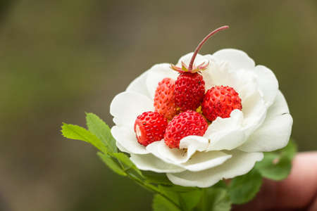 Red strawberries on a flower of a tea rose. A combination of fresh berries and flowers for brewing tea. Beautiful composition and combination.の写真素材