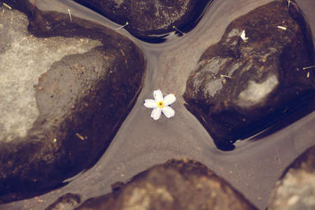 At the very edge of the river, between the small stones.の写真素材