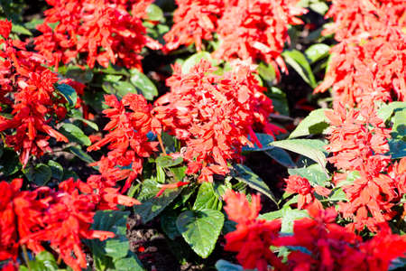 Many red flowers in the garden are lit by the bright sunの写真素材