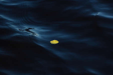 Wet footprints on the wooden pier on the lake shoreの写真素材