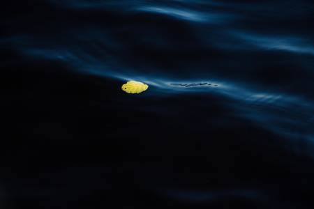 Yellow leaf in waves on the watery surface of the lake