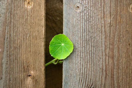 A small green leaf on the background of a brown wood textureの写真素材