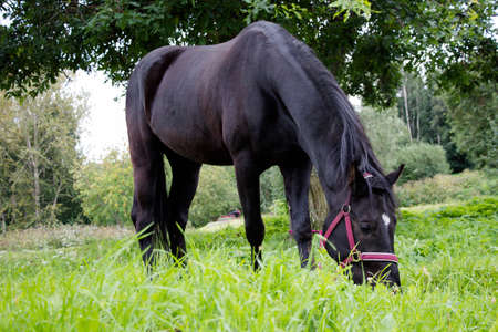 A beautiful black horse is eating grass on a green glade next to the penの写真素材