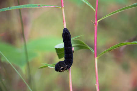 A large caterpillar of black color on a plant in a glade in the forestの写真素材