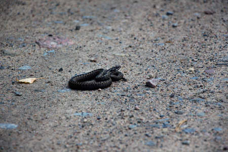 Poisonous snake Viper in gray color with rhombuses, lies a ring on a forest roadの写真素材