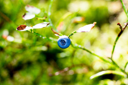 She is a black currant berry on a branch, on a clearing in an autumn forest