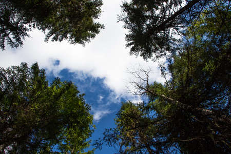 View of the trees and the sky from the ground strolling through the autumn forest, raising your headの写真素材