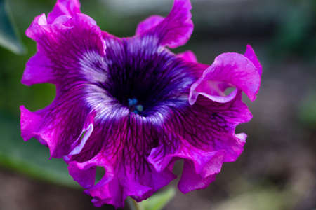 Beautiful Petunia flower of a fiolet shade growing in the garden
