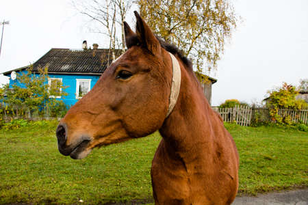 A beautiful horse of brown hue on a road in the countryside on a farmの写真素材