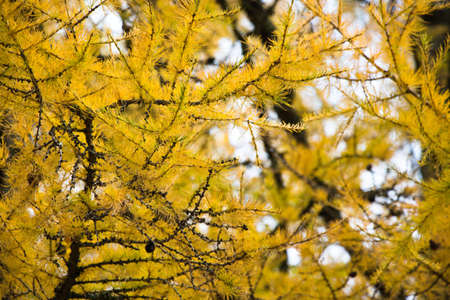 Yellowed pine on the edge of the forest in the autumn seasonの写真素材