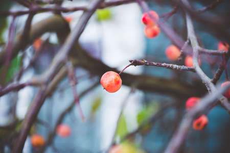 Ripe, red shade fruits of small plum, Chinese apples, on fallen trees in the autumn day.