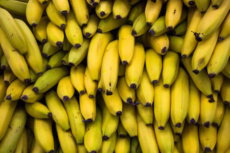 A lot of tasty yellow and ripe bananas are stacked on top of each other and ready for sale.の写真素材
