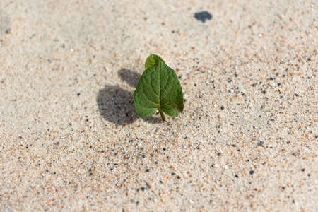 A small plant that sprouts in dry sand. Despite the lack of living conditions, it grows with zeal under the hot sun.の写真素材