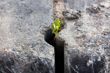 A small plant, which, regardless of what grows through the concrete structure.の写真素材