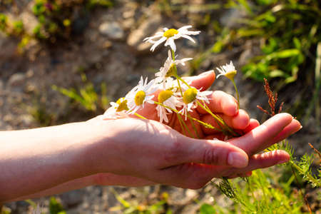 Wonderful summer flowers are embraced by the tender hands of a young girl. Brightly shining sun. She...