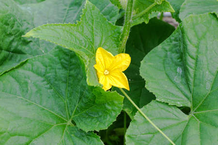 Flowering bush of a cucumber in a greenhouse. In the village on the farm they grow delicious fruits of cucumber, the most delicious still young cucumbers.の写真素材