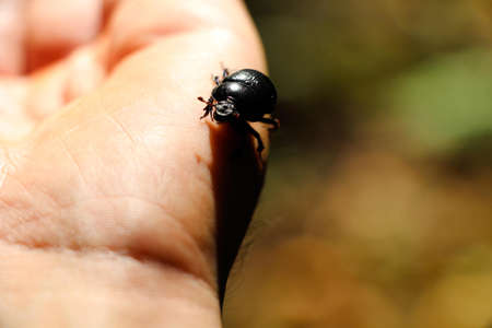 A small black beetle will sing on the man's arm. He is not at all afraid and feels comfortable.