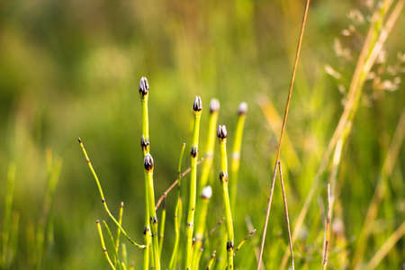 A lot of beautiful and green plant sprouts. The plant grows on the soil with high humidity in large groups. Look very beautiful among the usual herbaceous plants.の写真素材