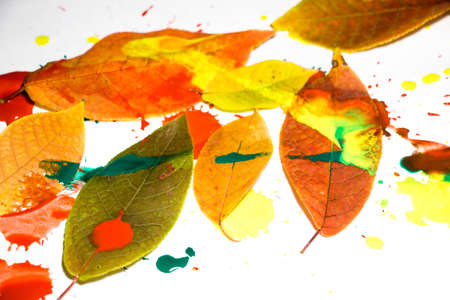 Drops of red, yellow and green paint are sprayed on a white background and the leaves of a tree. A beautiful and colorful abstraction is created.の写真素材
