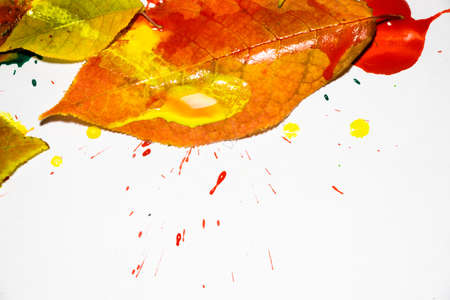 Drops of red, yellow and green paint are sprayed on a white background and the leaves of a tree. A beautiful and colorful abstraction is created.の写真素材