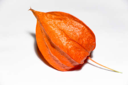 Ground in autumn. Bright orange color it stands out on a white background.の写真素材