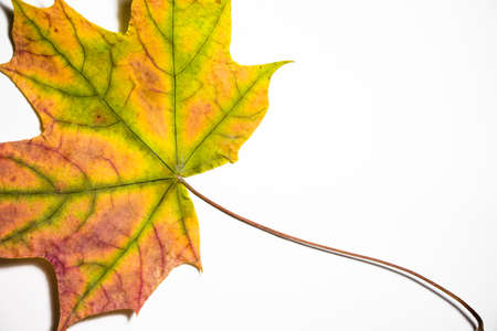 Beautiful leaves and leaves on white background. This leaf fell from a beautiful autumn tree. Autumn is the most beautiful time of the year.の写真素材